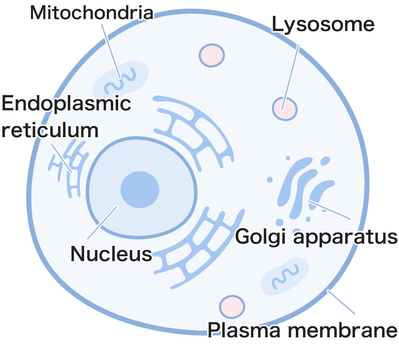 illustration: Cells
