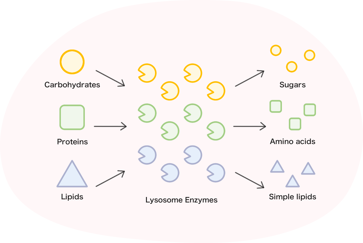 illustration: Lysosomal storage diseases