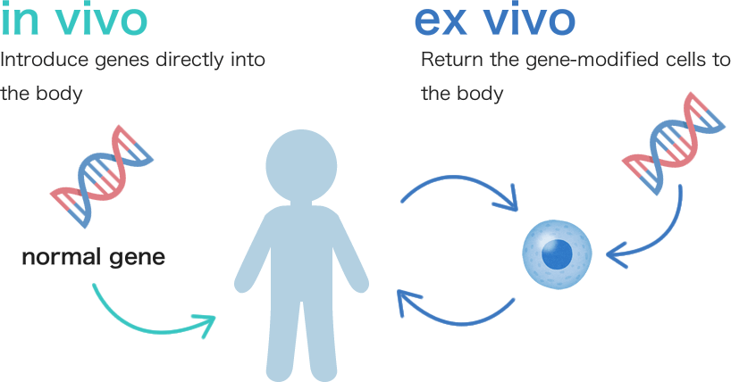 illustration：Gene Therapy