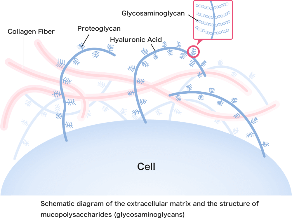 illustration：Mucopolysaccharides