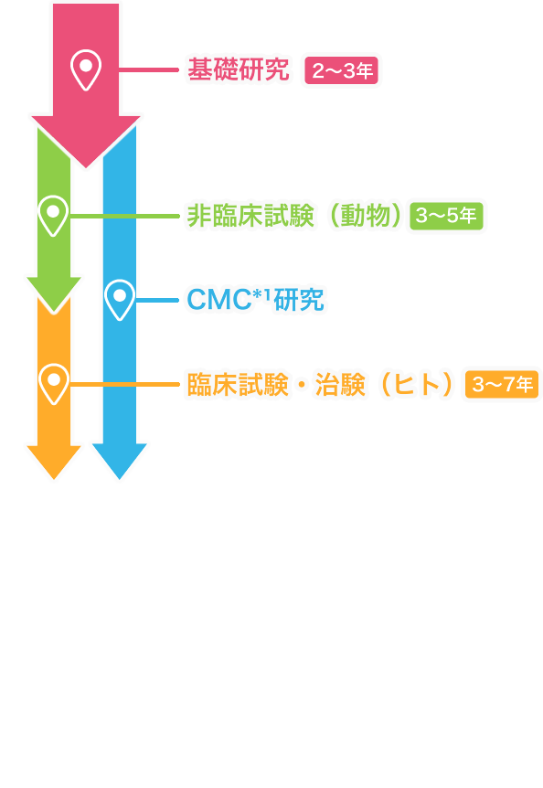 非臨床試験（動物）CMC*¹研究 臨床試験・治験（ヒト）