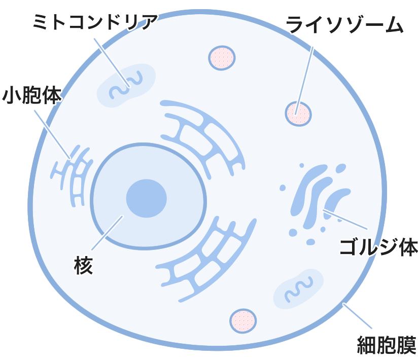 イラスト：細胞の模式図