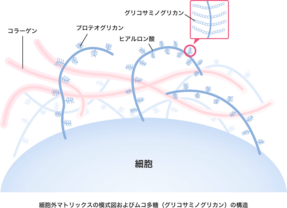 イラスト：ムコ多糖の構造